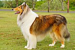 Thumbnail for Rough Collie