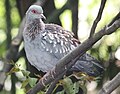 Speckled Pigeon