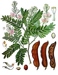 Tamarindus indica L.