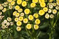 Tanacetum vulgare