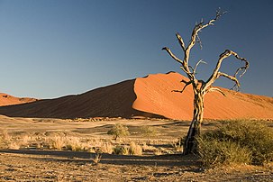 Acacia erioloba dans la région de Sossusvlei, dans le Parc National du Namib Naukluft (Désert de Namib), en Namibie. (définition réelle 2 000 × 1 333)