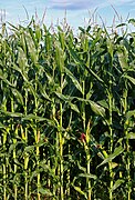 habitus of full-grown corn stalks