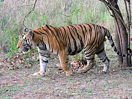 Hím bengáli tigris