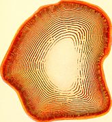 Agate-Like Banding Produced by Diffusion in Gelatine 'Liesegang's rings' (1927).jpg