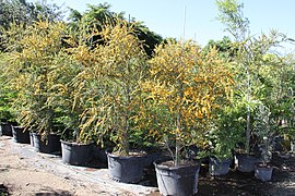 Brya Ebenus (Jamaican Rain Tree, Jamaican Ebony) (28845279136).jpg