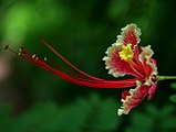 Estambres exertos en Caesalpinia pulcherrima.