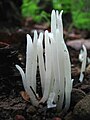 Clavaria fragilis (Clavariaceae)