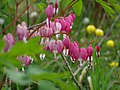 Dicentra spectabilis