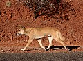 Dingo (Canis lupus dingo)