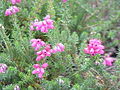 Carrasco, carroucha de tres follas (Erica cinerea)