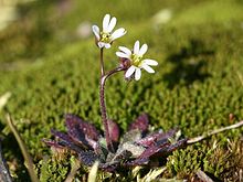 Vroegeling, Erophila verna is een in maart en april bloeiende eenjarige plant.