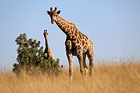 Giraffa