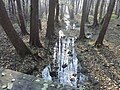 Erlen am Bachlauf im Cleeischen Wäldchen