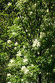 Tree in flower; Gorges du Prunelli, Corse-du-Sud, Corsica, France