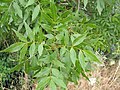 Le foglie Fraxinus angustifolia
