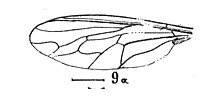 Geron figuratus aile 1937 N. Théobald Holotype éch. 2 p. 287 pl. XX inst. géol. Mars. Camoins-les-Bains.