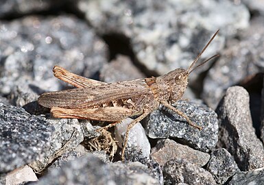 Glyptobothrus brunneus