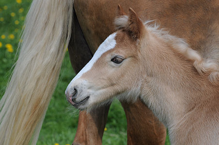 Haflinger Hengstfohlen