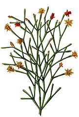 Illustration of Hatiora salicornioides
