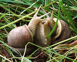 Йөҙөм әкәм-төкеме (Helix pomatia)