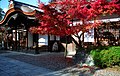 Momiji (A. palmatum) – podzimní barvy v Kjóto, Japonsko.