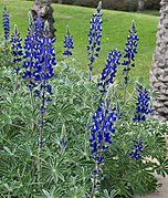 Lupinus-pilosus-2015-Zachi-Evenor-cropped01.jpg