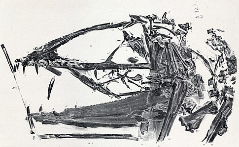 Il·lustració de l'espècimen D. macronyx (NHUK PV R 1035)