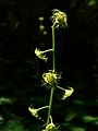 Mitella caulescens