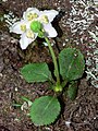 Moneses uniflora