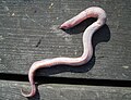 Myxinae (Atlantic hagfish Myxine glutinosa)