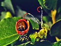 Raupe des Großen Gabelschwanzes (Cerura vinula) in Drohhaltung