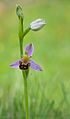 30 Ophrys apifera Bienen-Ragwurz 2014 uploaded by Tuxyso, nominated by Tuxyso