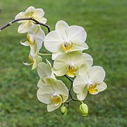 Orchidee (phalaenopsis) (actm) 03.jpg