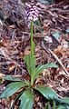 Orchis purpurea bei Leinburg, Mittelfranken (Ornatentonstufe)