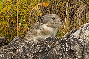 Pica de collar (Ochotona collaris).