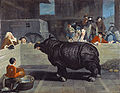 Rinoceront al cercle de Venècia de Pietro Longhi (1751)