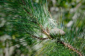 Pinus taiwanensis, 雪山主峰步道，Taichung, Taiwan 1.jpg