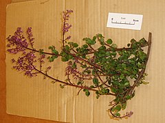 Plectranthus (AM AK296956-1).jpg