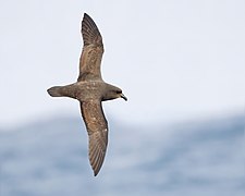 Pterodroma macroptera in flight 3 - SE Tasmania