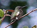 Ruby-throated Hummingbird