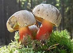 Caloboletus calopus, pied réticulé et saveur amère