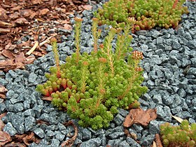 Sedum forsterianum