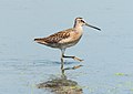 Image 111Short-billed dowitcher in the Jamaica Bay Wildlife Refuge East Pond