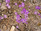 Spergularia purpurea