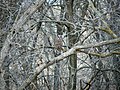 Barred Owl (Strix varia)