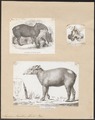 Ilustraciones científicas de la publicación Iconographia Zoologica, Universidad de Ámsterdam.