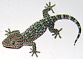 Tắc kè Gekko gecko ở Bình Thuận.