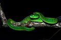 Trimeresurus gumprechti, Gumprecht’s green pit viper (adult, female) - Phu Hin Rong Kla National Park