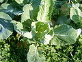 Brassica oleracea L. var. costata o L. var. tronchuda, il cavolo portoghese