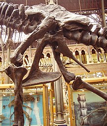 Tyrannosaurus - pelvis (arătând structura saurischian  – stânga)